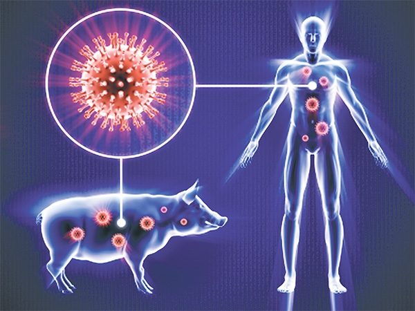آنفولانزای h1n1 چه علائمی دارد و آیا باید از آنفولانمزای خوکی ترسید؟