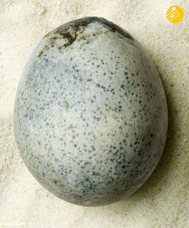 (تصویر) کشف تخم مرغ ۱۷۰۰ ساله!