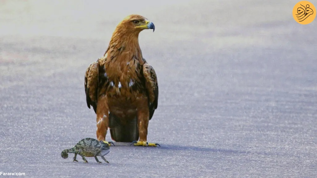 عقاب یک آفتاب پرست را در وسط جاده شکار کرد