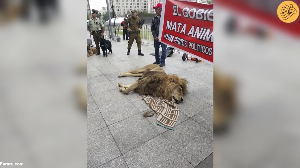 لاشه یک شیر در تظاهرات ضد دولتی!