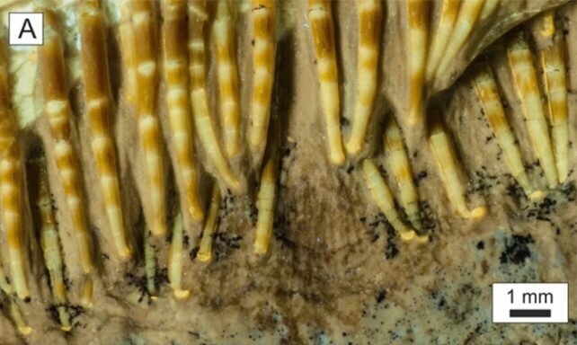 (تصویر) کشف موجود باستانی عجیب با ۴۸۰ دندان