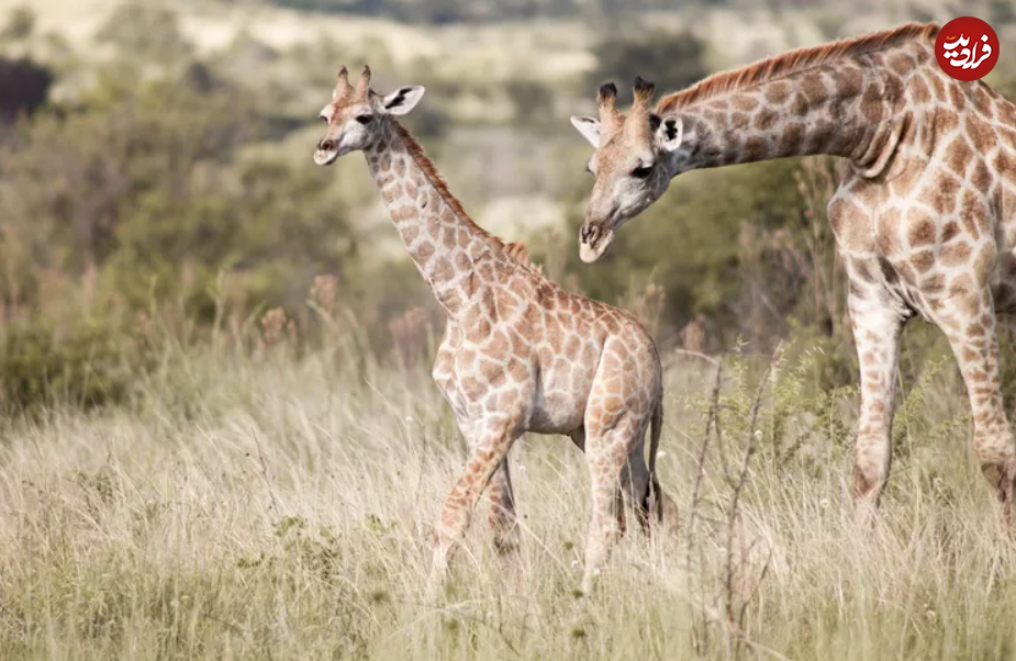 (تصاویر) این حیوانات شگفت انگیز طولانی‌ترین دوره بارداری را دارند!