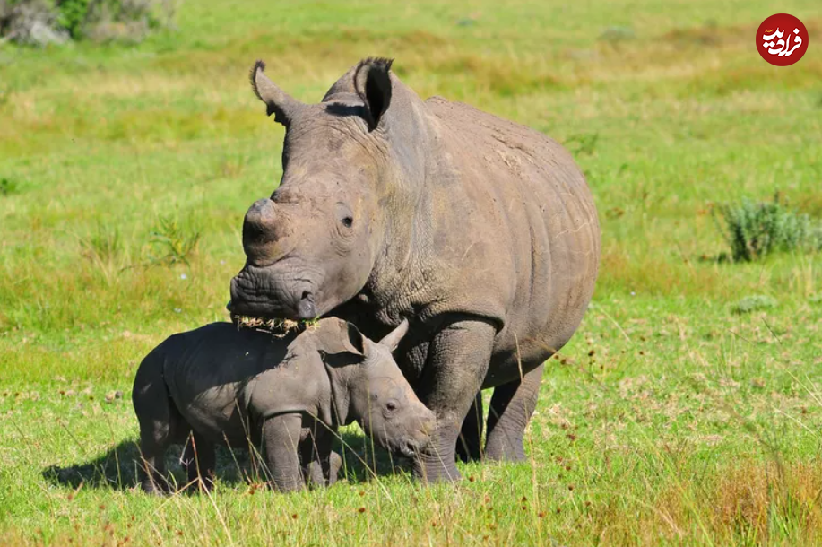 (تصاویر) این حیوانات شگفت انگیز طولانی‌ترین دوره بارداری را دارند!