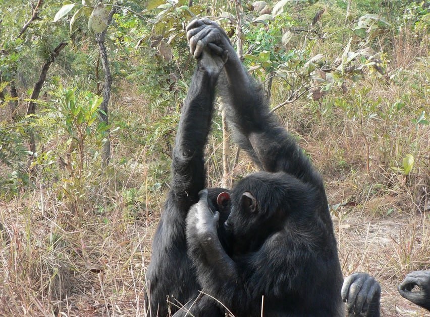 شامپانزه‌ها هم اینفلوئنسر دارند!