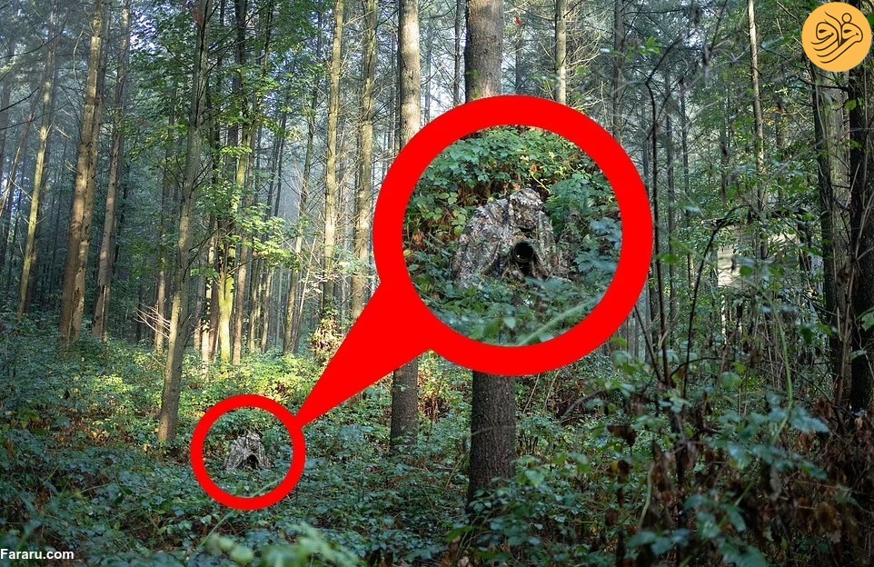 استتار جالب عکاس حیات وحش در جنگل