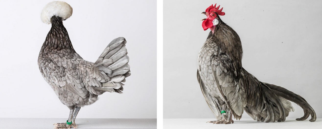 (تصاویر) نگاهی متفاوت به عجیب‌ترین مرغ و خروس‌های دنیا