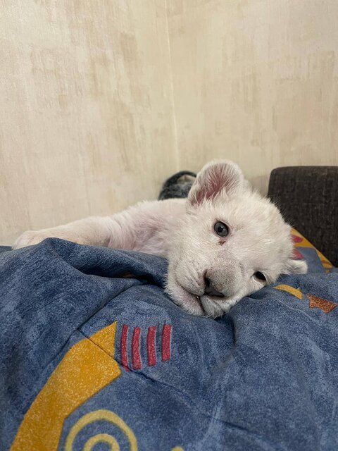 تولد یک شیر سفید در پارک محیط‌بان کرج