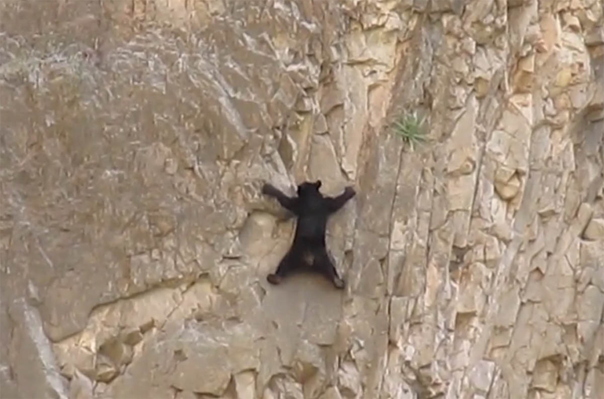 (ویدئو) صخره نوردی خطرناک خرس‌ها