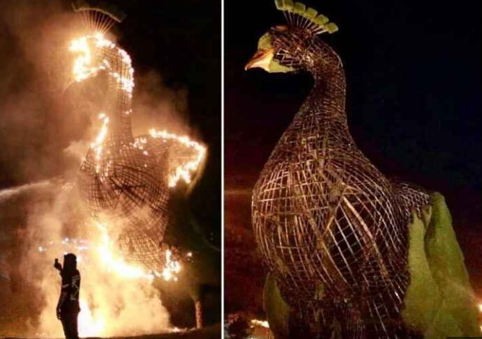 (تصاویر) طاووس بدقواره شیراز دوباره برمی‌گردد