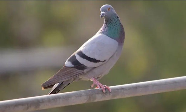 10 پرنده‌ای که جهان را برای همیشه تغییر دادند