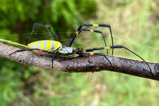 عنکبوت غول‌پیکر چگونه لقمه بزرگتر از دهانش را می‌بلعد؟