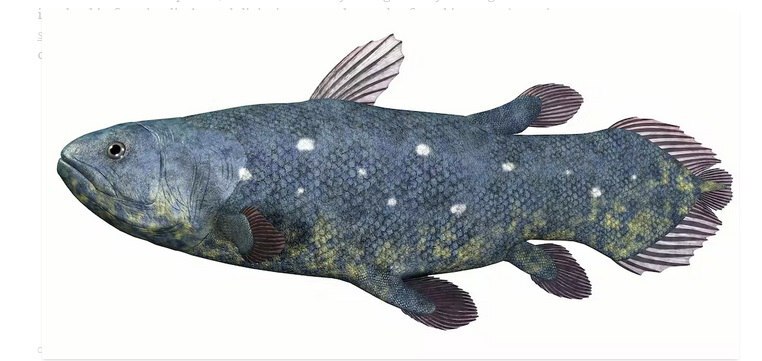چگونه ماهی تکامل یافت تا راه برود و در یک مورد به انسان تبدیل شد؟//ترجمه