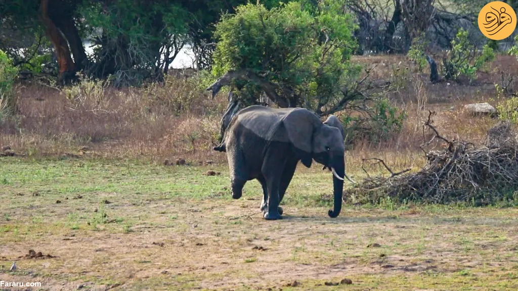 داستان زندگی یک فیل با ۳ پا