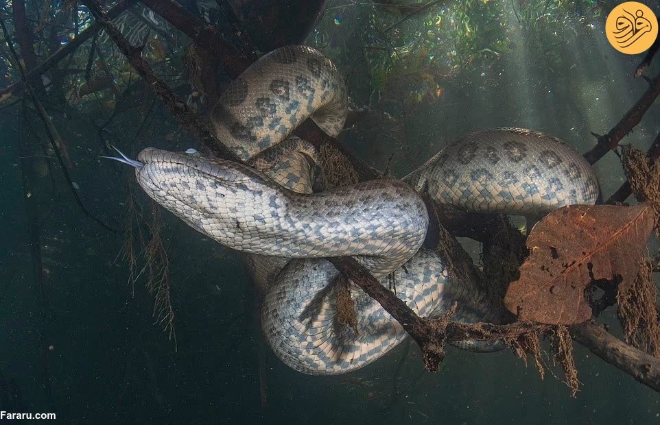 عکس‌های هیجان‌انگیز از مار‌های آناکوندا‌ها در زیر آب