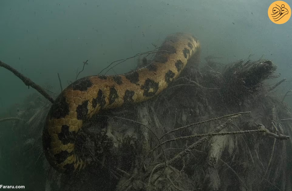 عکس‌های هیجان‌انگیز از مار‌های آناکوندا‌ها در زیر آب