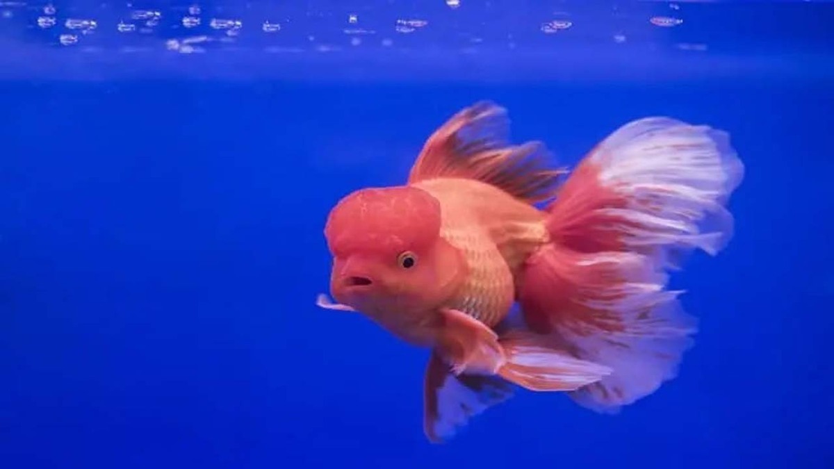 (ویدئو) یک ماهی کوچک، اما خطرناک