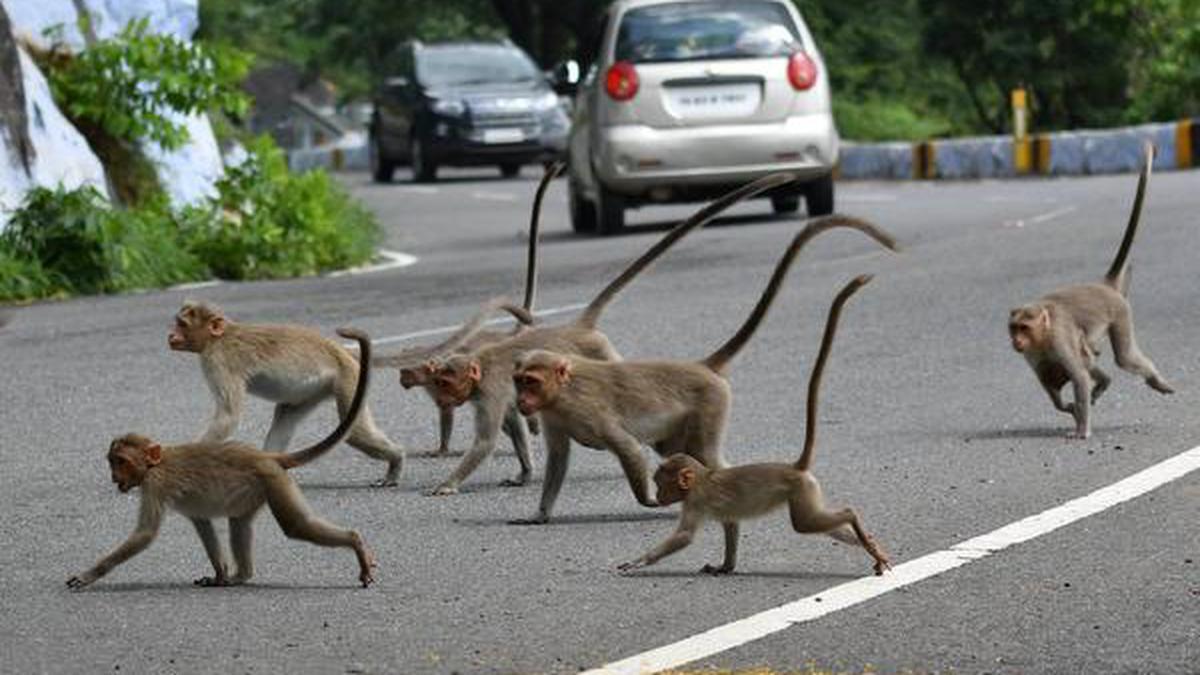 (ویدئو) عبور دسته بزرگ میمون‌ها از وسط جاده‌ای در چین