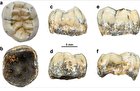 (تصاویر) معمای دندان تازه کشف شده یک دختر بچه ۱۶۰ هزار ساله!