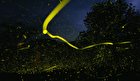 نمایش حیرت‌انگیز کرم‌های شب‌تاب در جنگل‌های هندوستان