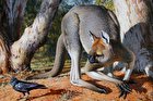کشف یک کانگوروی غول پیکر ۵۰ هزار ساله عجیب!