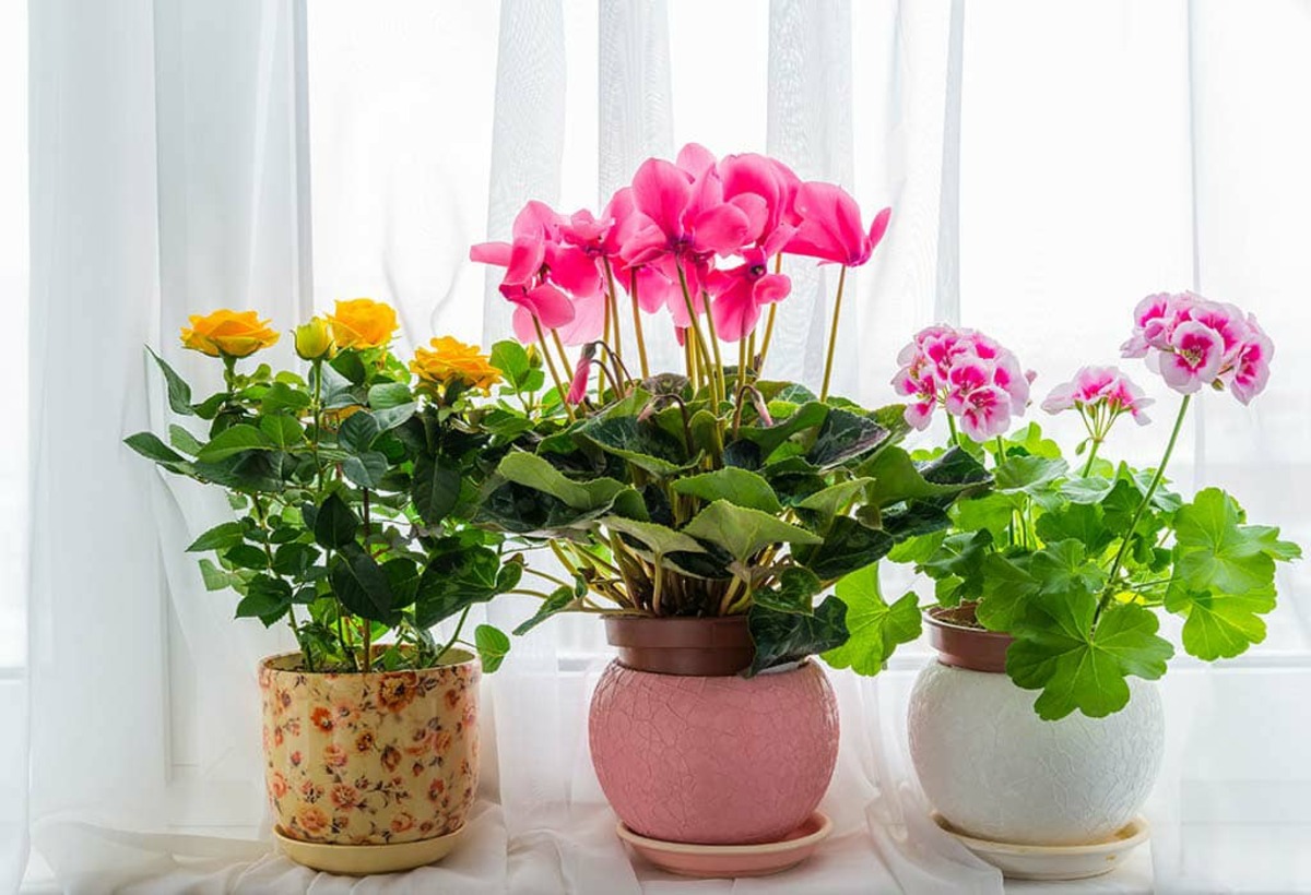 فرارو | 10 تا از زیباترین و مقاوم‌ترین گیاهان آپارتمانی گل‌دار