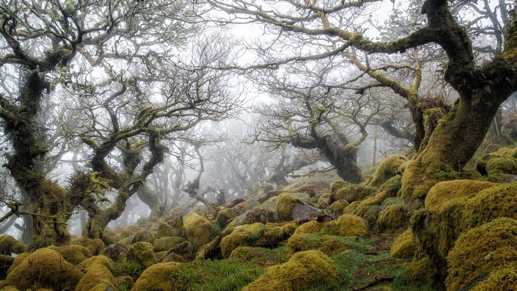 (تصاویر) ترسناک‌ترین جنگل دنیا؛ اینجا صدای جیغ ارواح شنیده می‌شود!