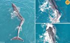 (ویدئو) نهنگی با ستون فقرات خمیده!