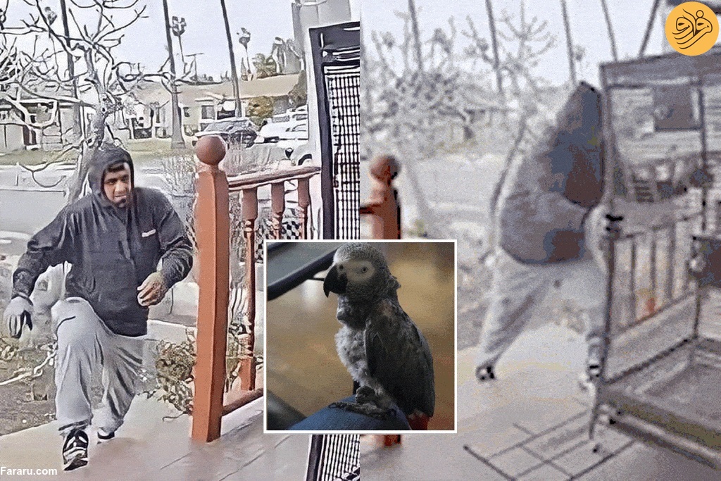 (ویدئو) سرقت شوکه کننده یک طوطی کاسکو در روز روشن