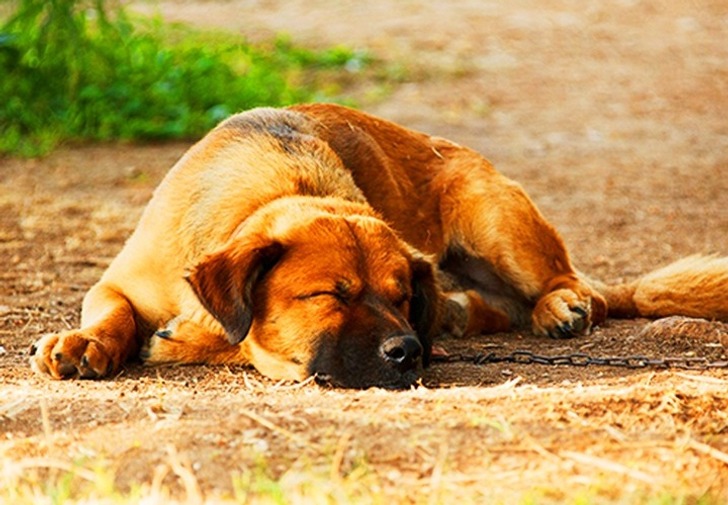 طرز خوابیدن سگ‌ها درباره آن‌ها چه می‌گوید؟
