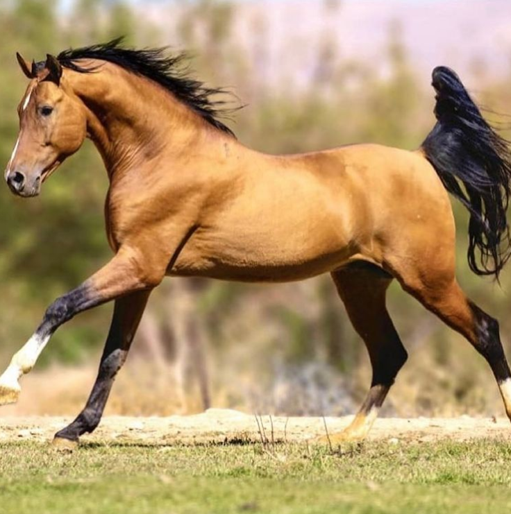 تصاویری از زیباترین اسب ایرانی که دست پرورده عشایر است!