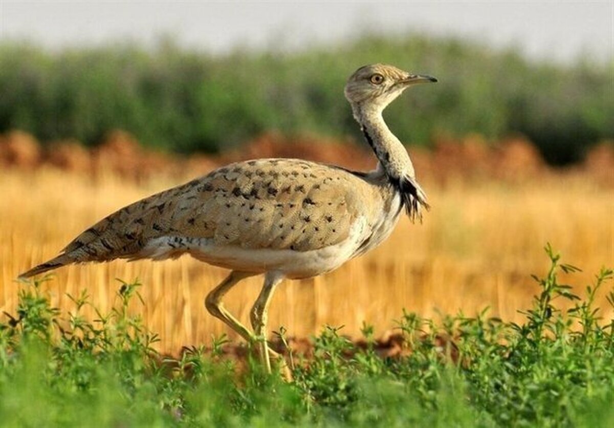 محیط‌زیست: پرنده هوبره در ایران در معرض خطر انقراض است / شکارچیان این پرندگان را برای عرب‌ها شکار کرده و به آنان می‌فروشند / این پرنده‌ها برای قوش بازی قاچاق می‌شود