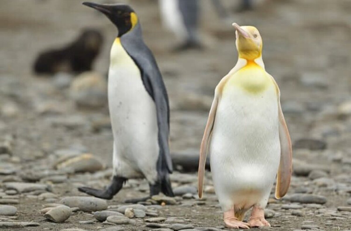 (تصاویر) عجیب، اما واقعی؛ این پنگوئن زرد است!