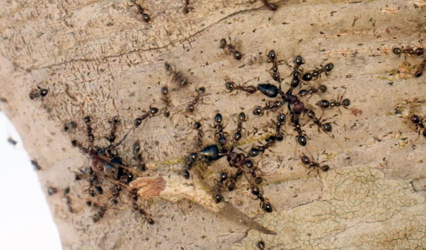 مورچه‌هایی که شیر‌ها را شکست دادند/ مورچه‌هایی که نگذاشتند شیر‌ها گورخر‌ها را شکار کنند/ چگونه مورچه‌ها این اکوسیستم حیات وحش را زیرورو کردند/ این گونه از مورچه‌ها باعث تغییر رژیم غذایی سلطان جنگل شدند