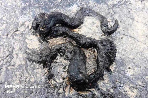 اشتباه مالچ پاشی نفتی در خوزستان / آلودگی و مرگ گیاهان و حیوانات