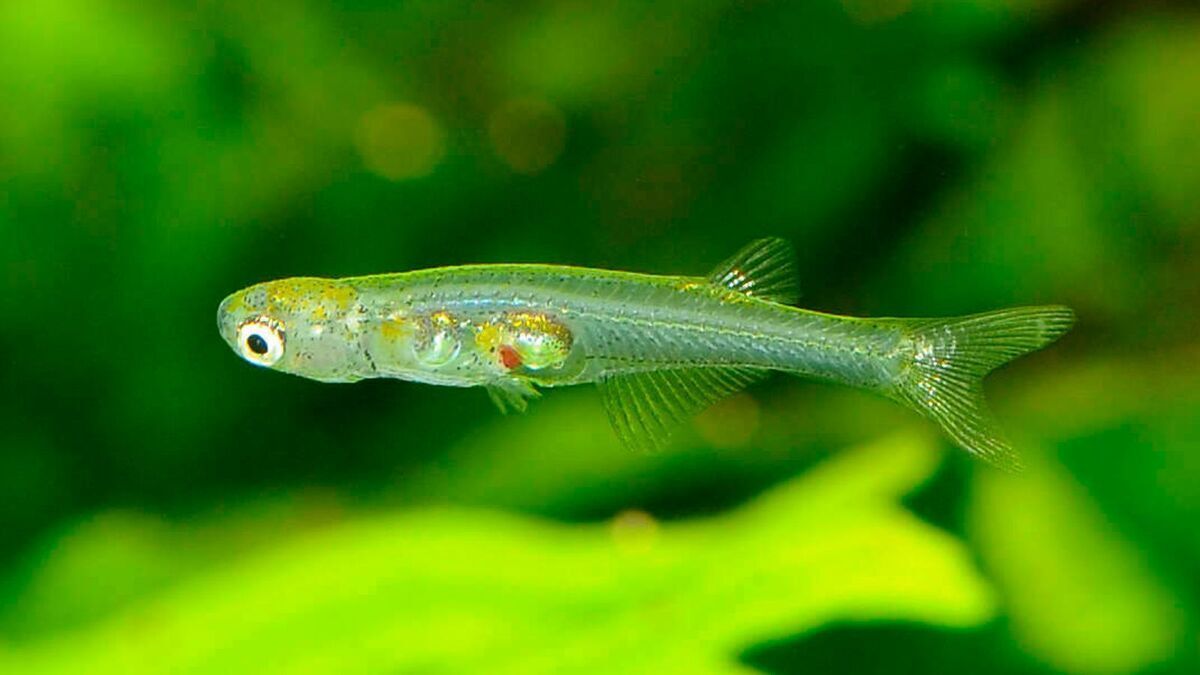 کوچکترین ماهی جهان با صدایی گوشخراش