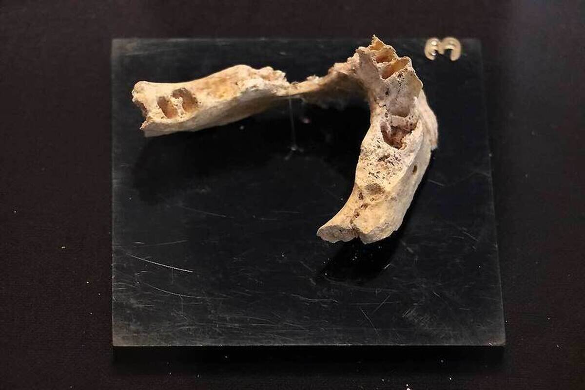 کشف فک و دندان انسان نئاندرتال متعلق به 175 هزار سال قبل در قزوین