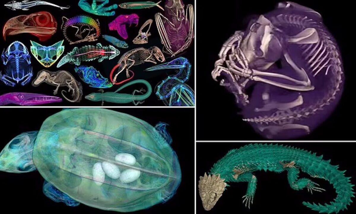 تصاویر سه بعدی خارق‌العاده از 13،000 جانورِ موزه‌ای