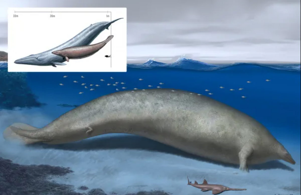 وزن یک گونه عجیب نهنگ غول پیکر باستانی؛ 340 یا 70 تن؟