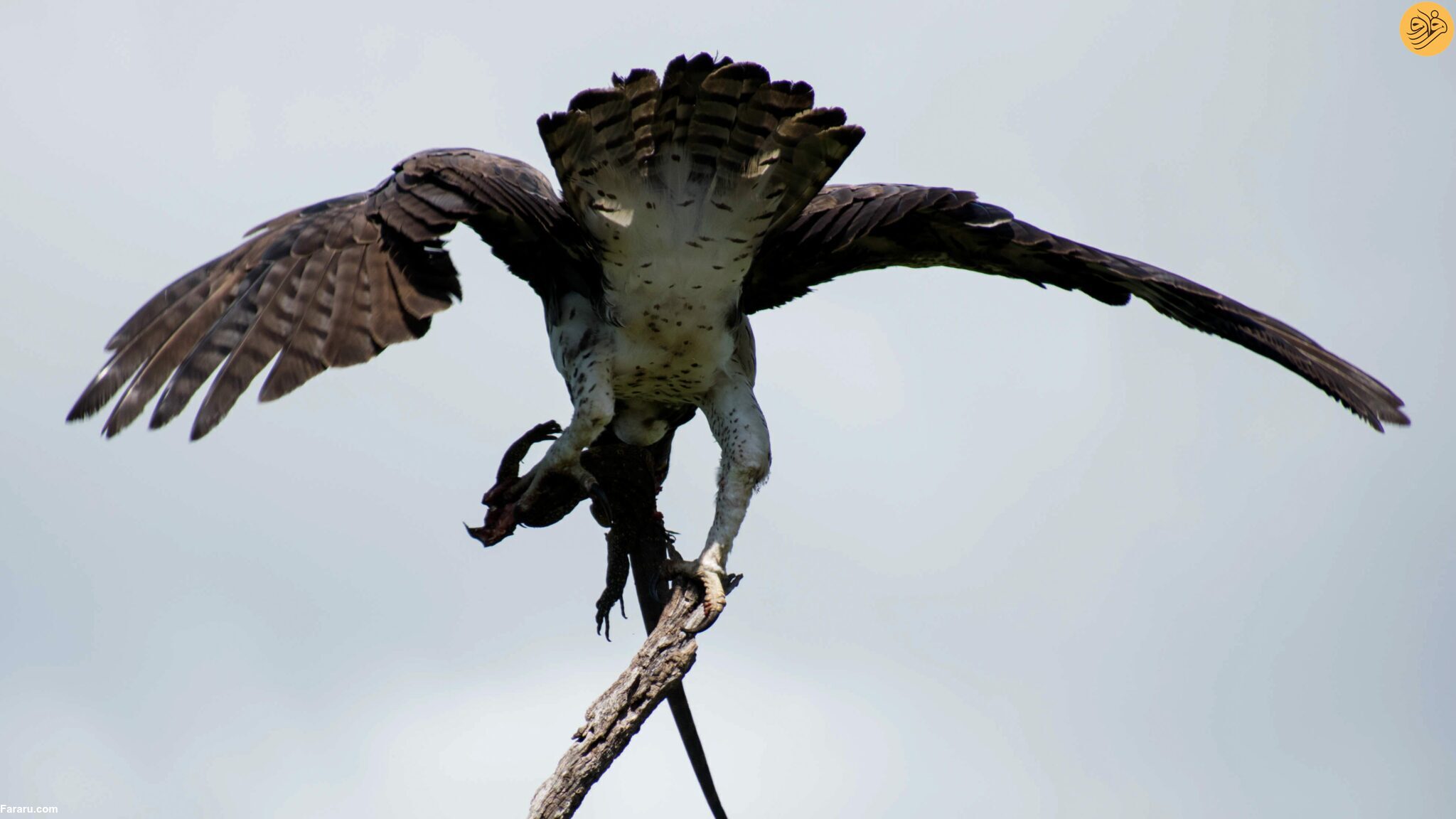 عقاب جنگی یک بزمجه را به پرواز درآورد 