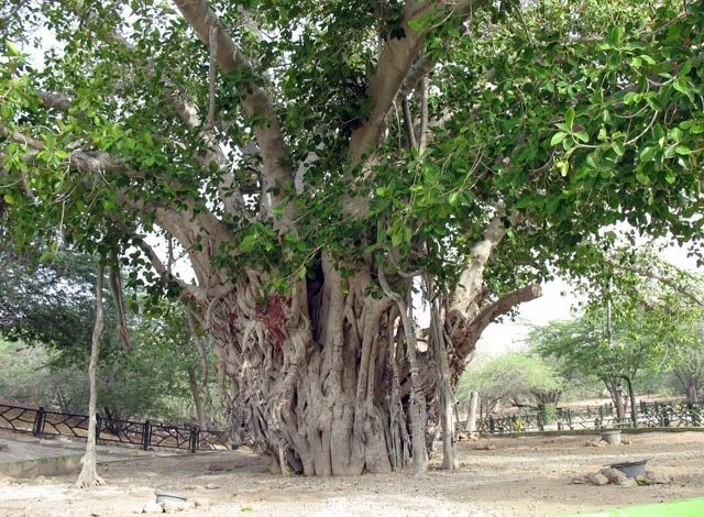 (ویدئو) درخت انجیر معابد ۵۰۰ ساله کیش از بین رفت!