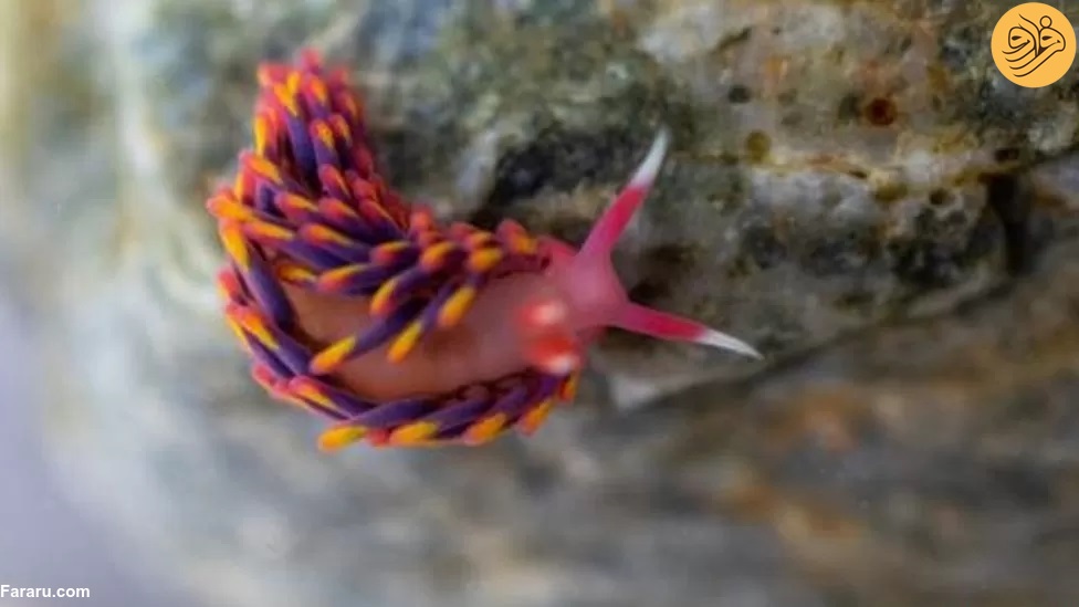 تصویری از حلزون رنگین کمانی کمیاب در ساحل