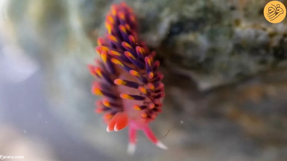 تصویری از حلزون رنگین کمانی کمیاب در ساحل