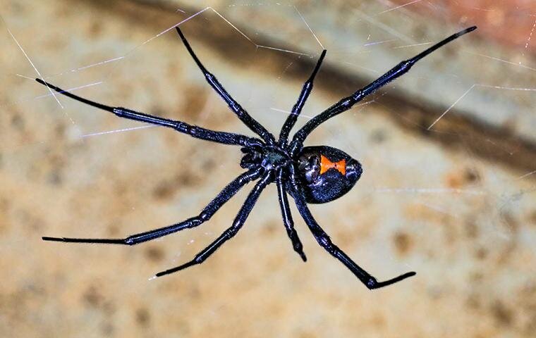 (عکس) کشنده‌ترین عنکبوت دنیا/ شکارچی ترسناک کجا زندگی می‌کند؟