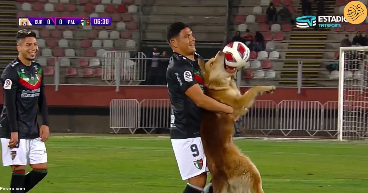 (ویدئو) سگ بازیگوش یک مسابقه فوتبال را مختل کرد