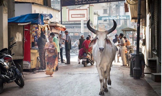 نوشیدن ادرار گاو مضر است پس چرا مردم در هند هر روز آن را مصرف می‌کنند؟ / چرا علیرغم مضربودن هندی‌ها ادرار گاو را می‌نوشند؟