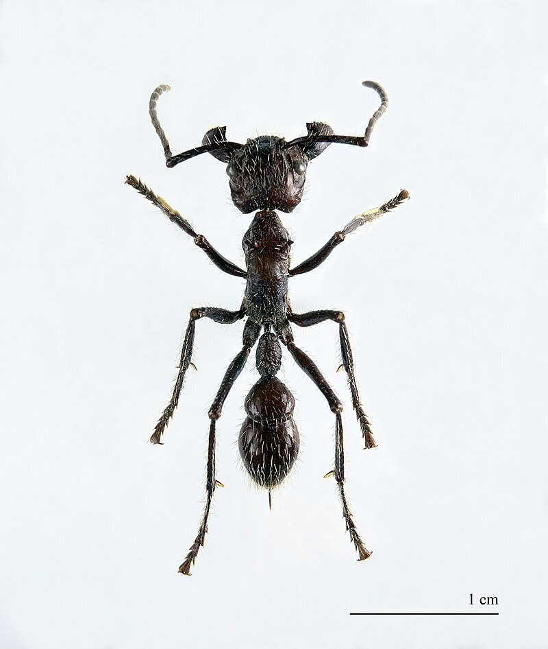 (تصویر) مورچه‌ای که دردناک‌ترین نیش جهان را دارد