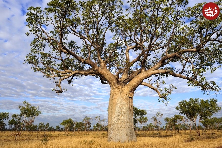 (تصاویر) درختانی با نمادهای اسرارآمیز در صحرای استرالیا
