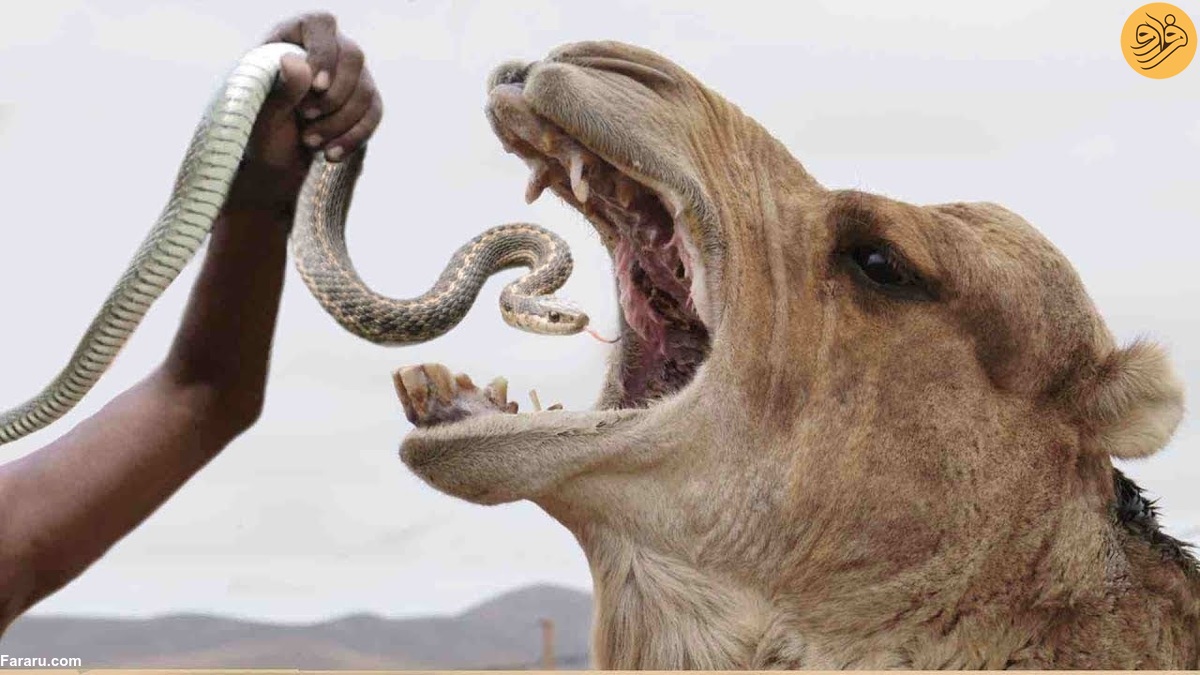 خوردن مار سمی توسط شتر برای درمان بیماری!
