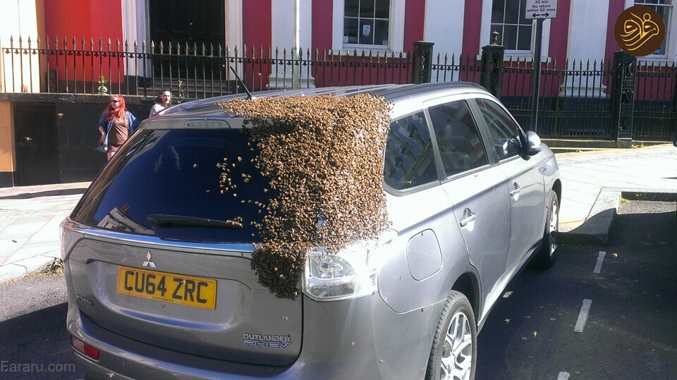 ۴۸ ساعت تعقیب یک خودرو توسط ۲۰ هزار زنبور!