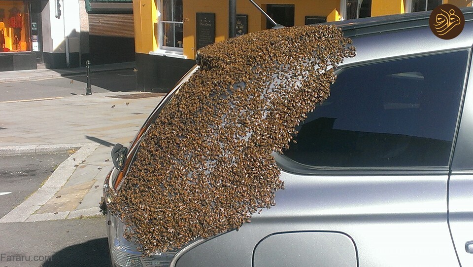 ۴۸ ساعت تعقیب یک خودرو توسط ۲۰ هزار زنبور!